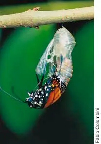 Borboleta_casulo.png|float-right|300