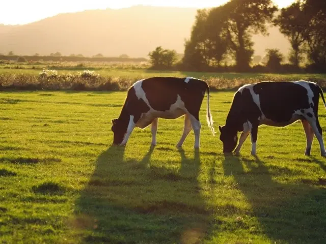 Vacas no pasto.png|float-right|350